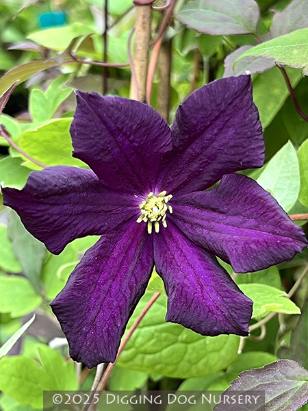 Clematis Romantika