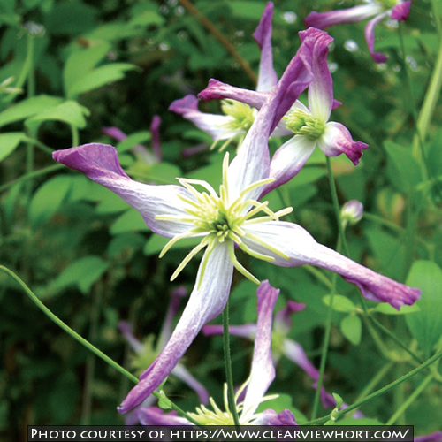 Clematis x triternata ‘Rubromarginata’