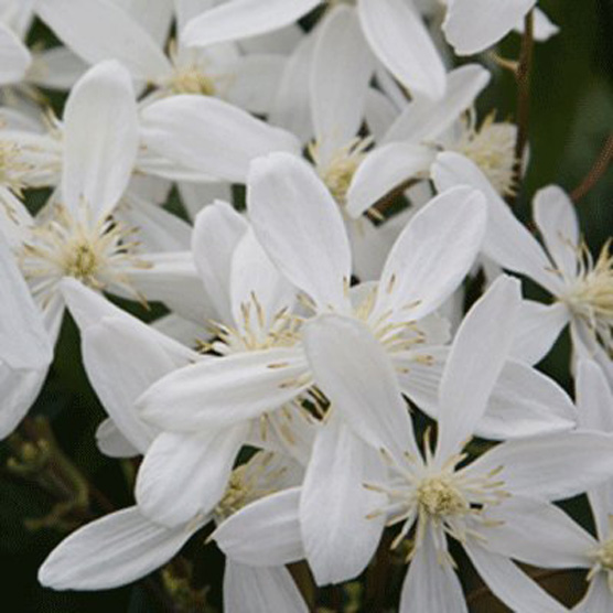 Clematis armandii ‘Snowdrift’