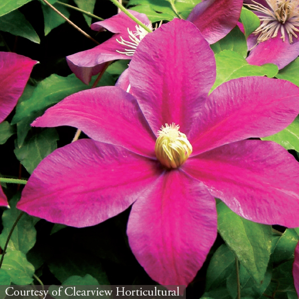 Clematis ‘Sunset’