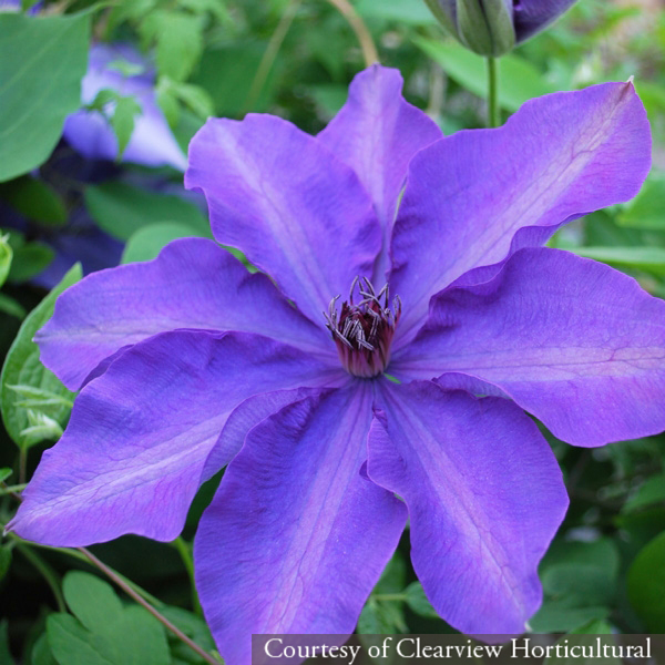 Clematis ‘The President’