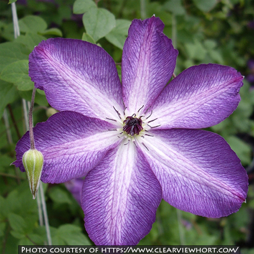 Clematis viticella ‘Venosa Violacea’