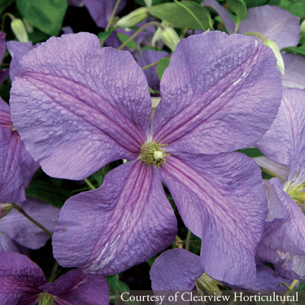 Clematis ‘Victoria’