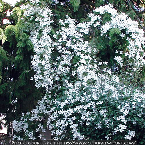 Clematis chrysocoma