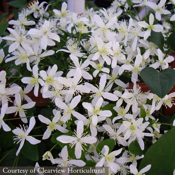 Clematis terniflora