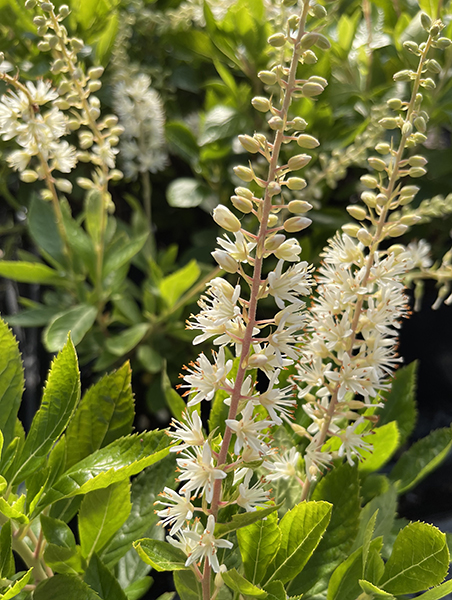 Clethra alinifolia Hummingbird