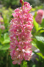 Clethra alnifolia Ruby Spice