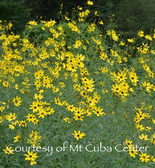 Coreopsis tripteris Gold Standard