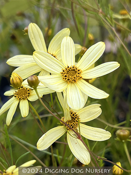 Coreopsis verticillata Moonbeam