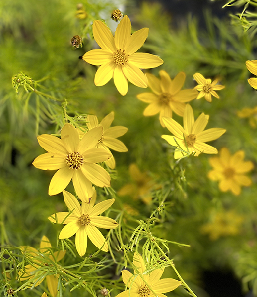 Coreopsis verticillata ‘Zagreb’