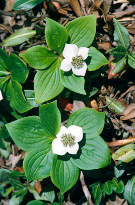 Cornus canadensis