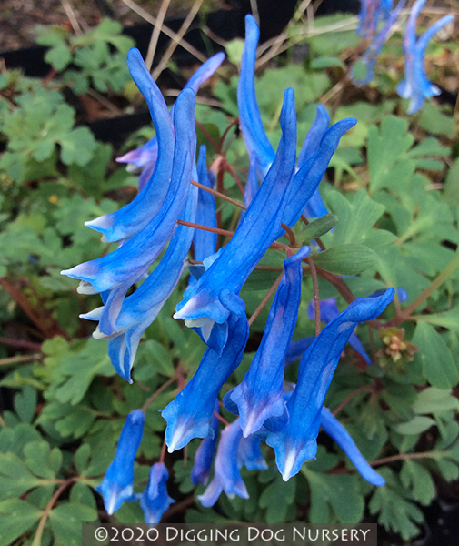Corydalis curviflora Blue Heron