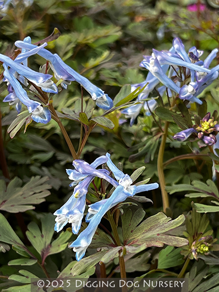 Corydalis flexuosa China Blue