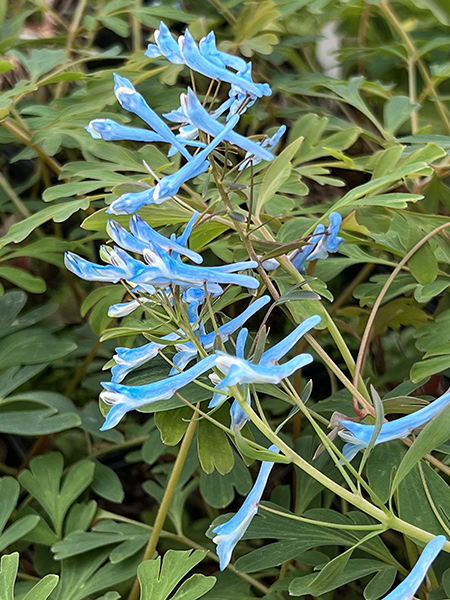 Corydalis flexuosa ‘Porcelain Blue’