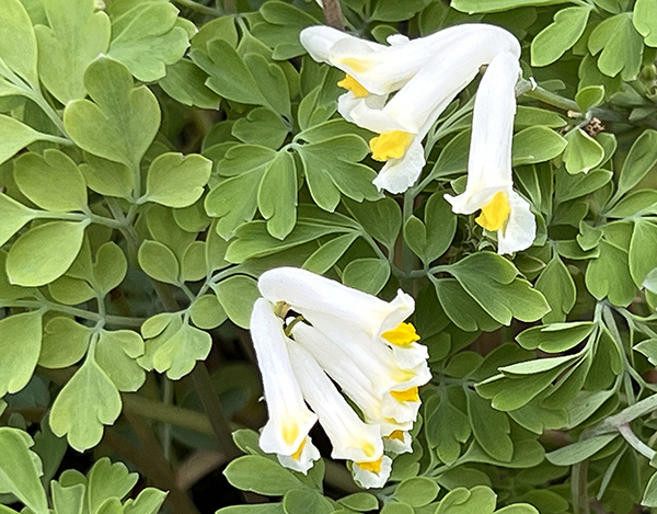 Corydalis ochroleuca