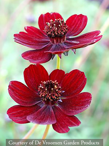 Cosmos atrosanguineus