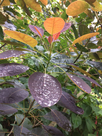 Cotinus ‘Grace’