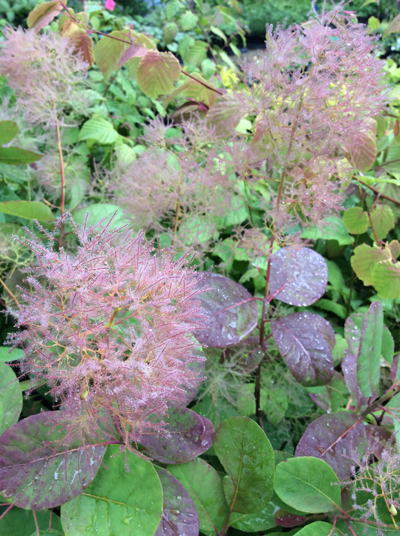 Cotinus coggygria ‘Young Lady’