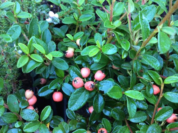 Cotoneaster dammeri Coral Beauty