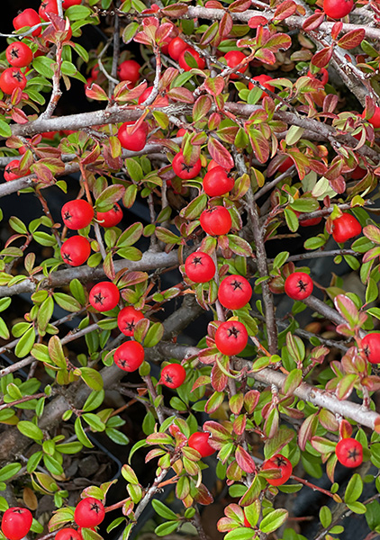 Cotoneaster dammeri Mooncreeper