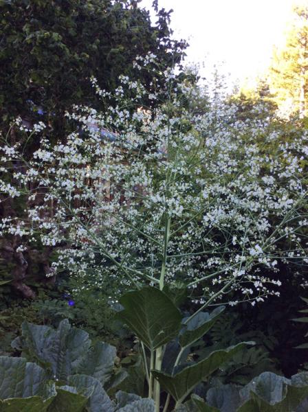 Crambe cordifolia