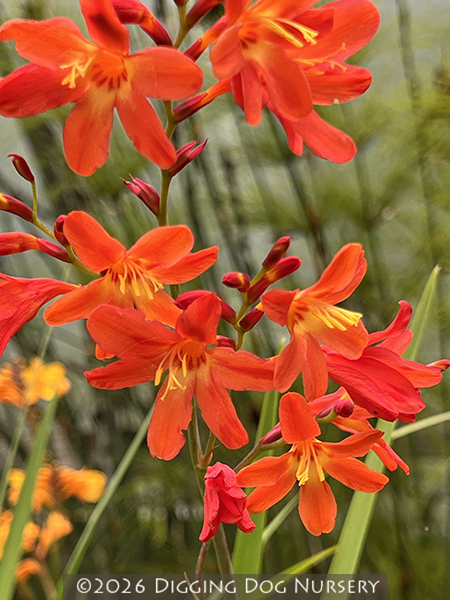 Crocosmia ‘Carmine Brilliant’