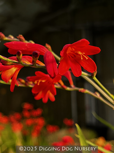 Crocosmia ‘Emberglow’