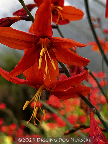 Crocosmia ‘Emily McKenzie’