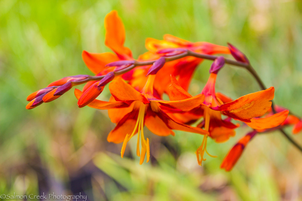 Crocosmia Emily McKenzie