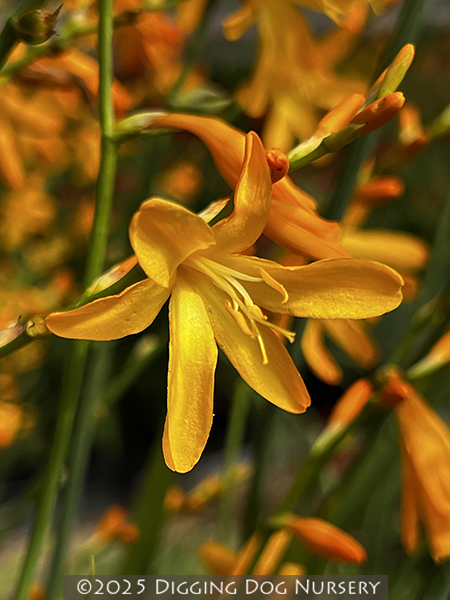 Crocosmia crocosmiiflora ‘Honey Angels’
