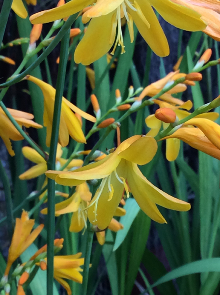 Crocosmia crocosmiiflora Honey Angels