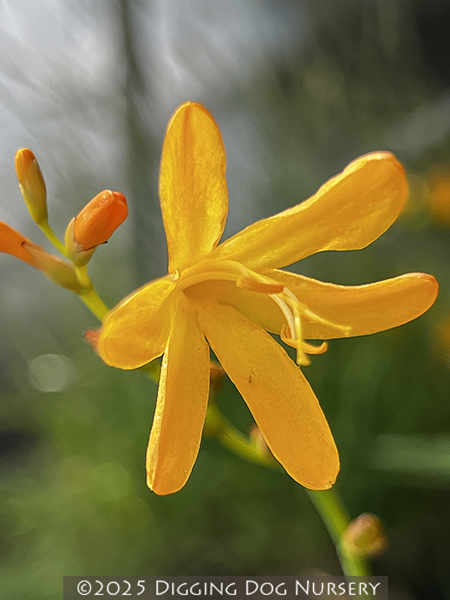 Crocosmia ‘John Boots’