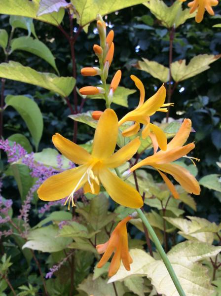 Crocosmia John Boots