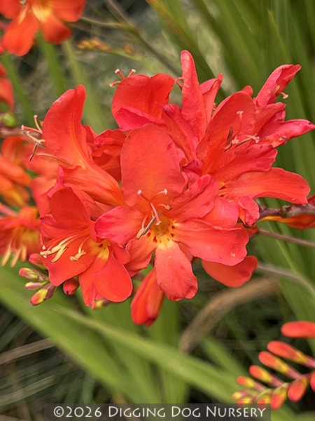 Crocosmia &lsquo;Limpopo&rsquo;