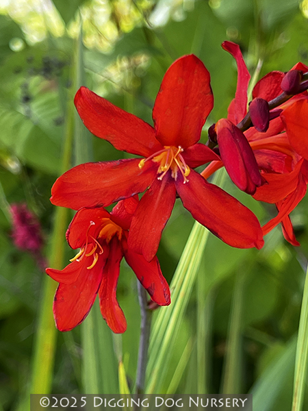 Crocosmia ‘Lucifer’