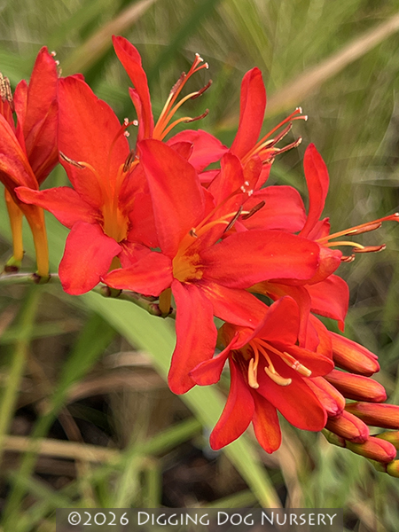 Crocosmia ‘Mistral’