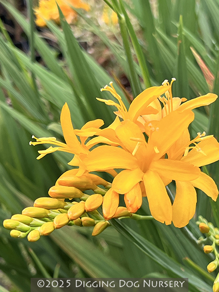 Crocosmia Pauls Best Yellow
