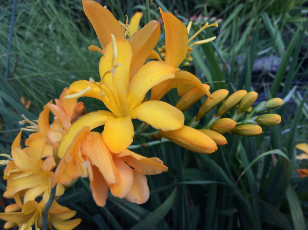 Crocosmia Pauls Best Yellow