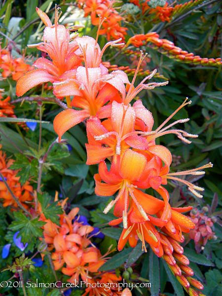 Crocosmia Walberton Orange