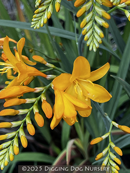 Crocosmia ‘Walberton Yellow’