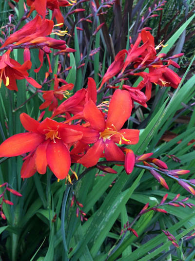 Crocosmia Zeal Tan