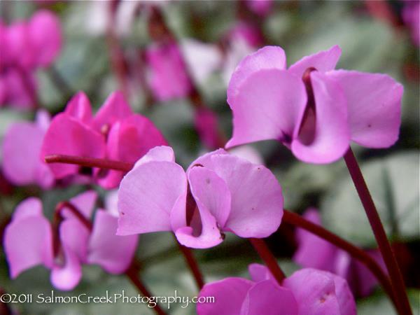 Cyclamen hederifolium ‘Rose Pearls’