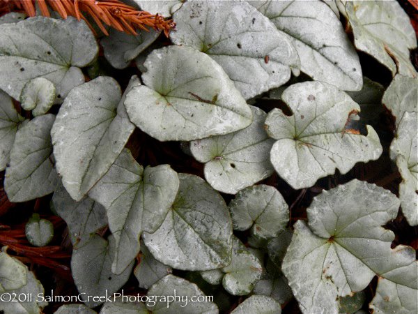 Cyclamen hederifolium ‘Silver Leaf Pink’