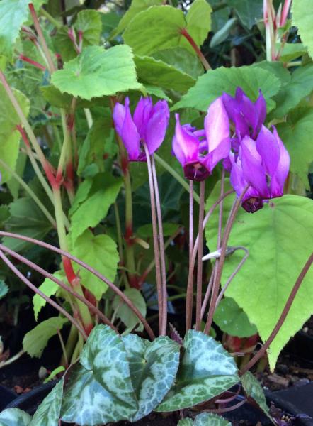 Cyclamen purpurascens