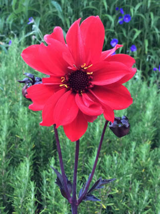 Dahlia ‘Bishop of Llandaff’