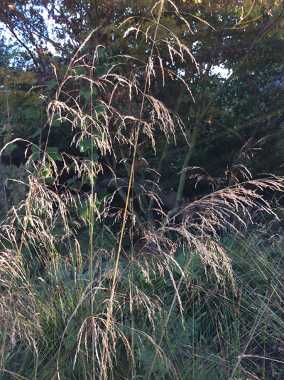 Deschampsia cespitosa Schottland