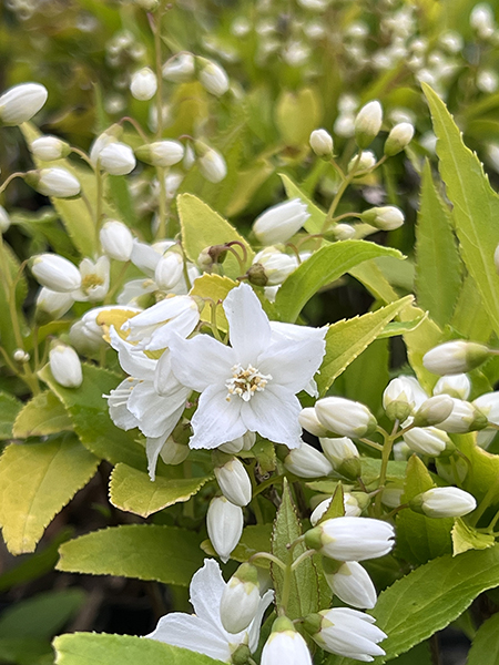 Deutzia gracilis Duncan