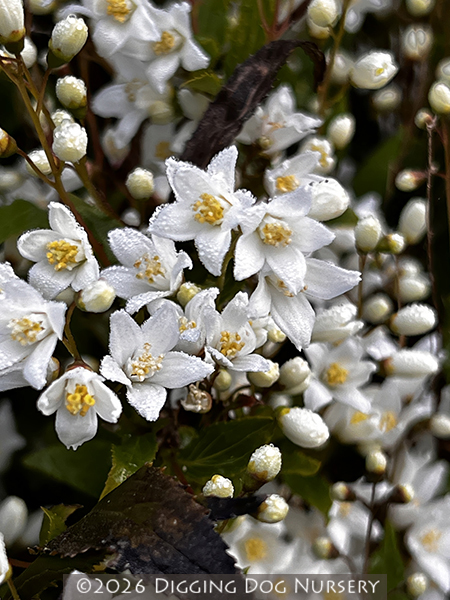 Deutzia gracillis ‘Nikko’