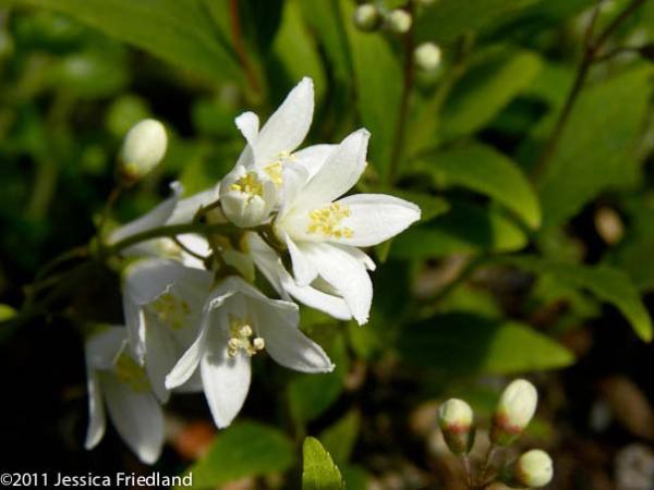 Deutzia gracillis &lsquo;Nikko&rsquo;