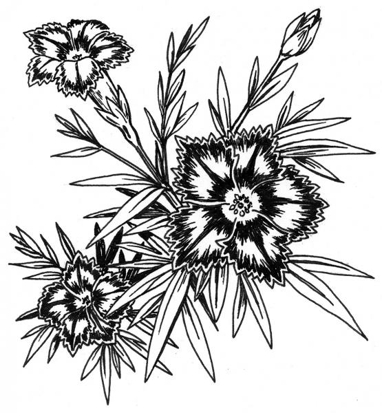 Dianthus ‘Queen of Sheba’